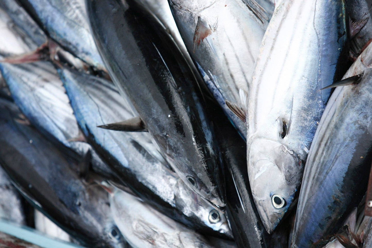 Packed and fished in Azores Santa Catarina Gourmet Tuna Fillets in Olive Oil