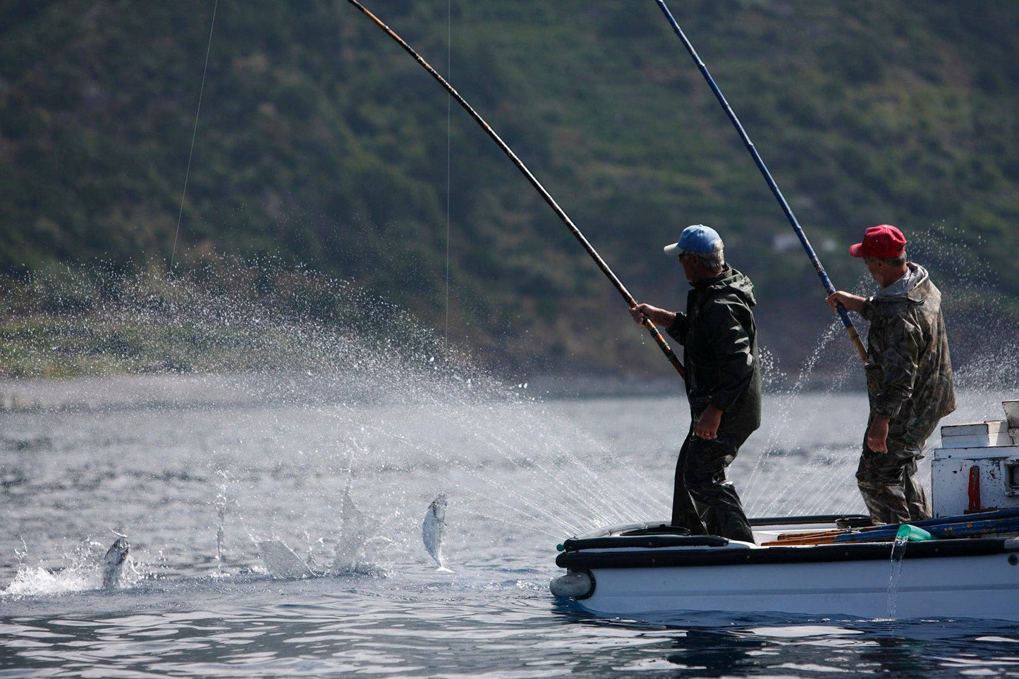 Packed and fished in Azores Santa Catarina Gourmet Tuna Fillets in Olive Oil