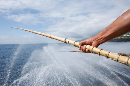 Packed and fished in Azores Santa Catarina Gourmet Tuna Fillets in Olive Oil